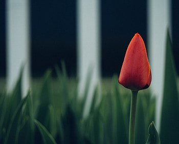 Flowers, Flower, Bud, Blur, Smooth, Tulip HD wallpaper
