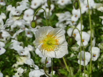 Nature, Summer, Flower, Bloom, Flowering, Poppy HD wallpaper