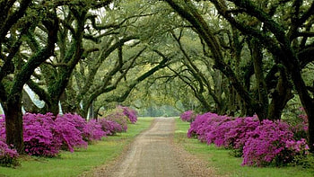 Road, nature, tree, flower HD wallpaper