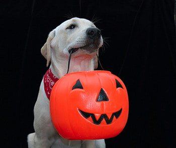 Holding a pumpkin, golden, anaimals, gentle, dogs, orange, halloween, labrador, love, pumpkin, happy, forever, retriever HD wallpaper