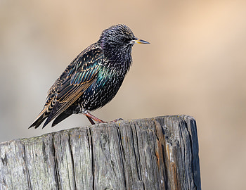 European starling (Sturnus vulgaris) at Bodega Head, Sonoma County, California USA, Animal, starling HD wallpaper