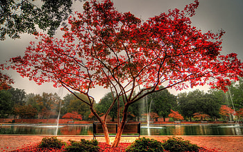 Nature, Autumn, Fountain, Wood, Park, Tree, Bench, Jet, Jets HD wallpaper