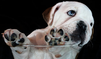 *** Dog ***, dog, animal, dogs, animals HD wallpaper
