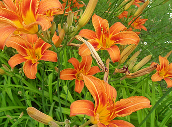 Flowers, Lilies, Greens, Flower Bed, Flowerbed, Disbanded, Loose HD wallpaper