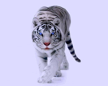 Staring White Tiger, blue, white, tiger, snow, staring, eyes, magnificent, stunning HD wallpaper
