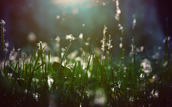 Grass, Macro, Shine, Light, Wet, Shadow, Humid HD wallpaper