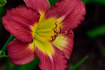 Budding Summer Blossom, budding flower, flower buds, summer blossom, blossom HD wallpaper