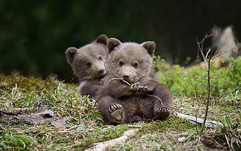 little bears, cute animals, brown bear, bears, forest, wildlife, wild animals HD wallpaper