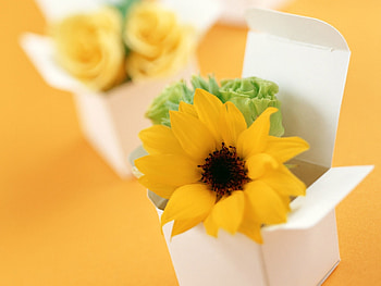 Sunflower yellow , sunflower, yellow HD wallpaper