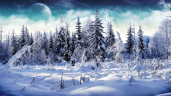 snowy forest, trees, nature, snow, scenic HD wallpaper