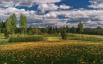 Dandelion Meadows, dandelions, meadows, clouds, Latvia, landscape, birches HD wallpaper