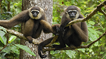 Mischievous Monkey Close-Ups, Animated , Curious Creatures, Expressive Eyes HD wallpaper