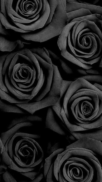 Black Rose, Rose Background HD phone wallpaper
