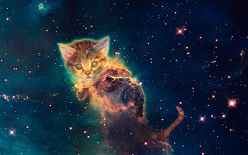 Kitten, Galaxy Cat HD wallpaper