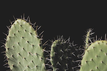 Detailed close-up of prickly pear cactus showing sharp spines against a dark background. HD wallpaper