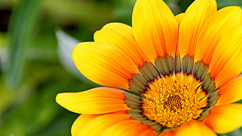 Flowers, Flower, Petals, Close-Up HD wallpaper