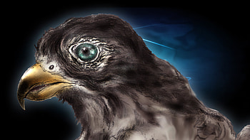 Hawk Art 2, animal, hawk, eagle, bird, art HD wallpaper