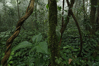 Equatorial Guinea, United States Department, Travels, Country HD wallpaper