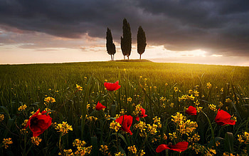 Blooming Tuscany, blossoms, clouds, colors, trees, meadow, italy, sky HD wallpaper