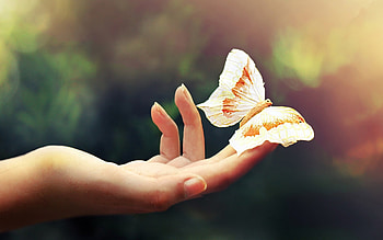 Butterflies, Insects HD wallpaper