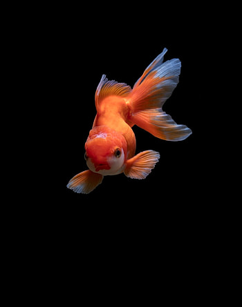 Nature, marine biology, electric blue HD phone wallpaper