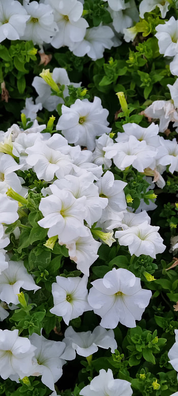Nature, white, Petunia, plants, , Samsung, dubai, flower HD phone wallpaper