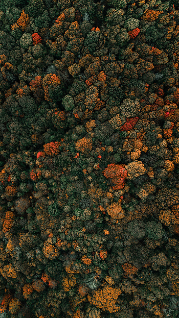 Colored tree, fall, autumn, aerial view, dense forest HD phone wallpaper