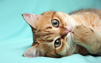 Animals, Cat, Redhead, Paw HD wallpaper