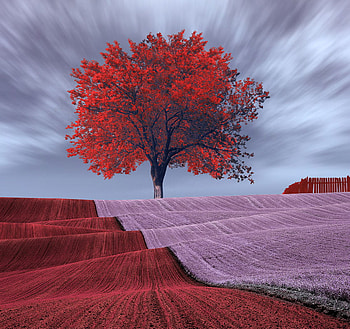 Surreal Rolling Fields, rolling, purple, red, fields, beautiful, surreal, tree HD wallpaper