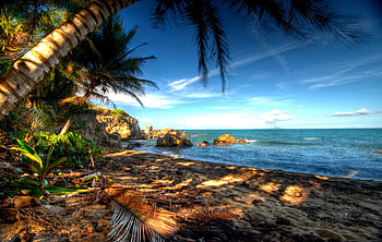 Morning Calm, palms, sea, leaves, sand, beautiful, rocks, beach HD wallpaper