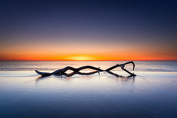 Tree log, sunset, twilight, seashore, sunset HD wallpaper