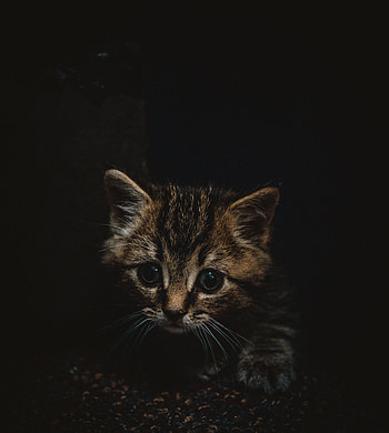 Animals, Kitty, Kitten, Brown, Pet, Nice, Sweetheart, Small HD phone wallpaper