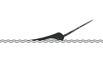 Whaletrips: Narwhal, Arctic adventure, Wildlife watching, Time and place HD wallpaper