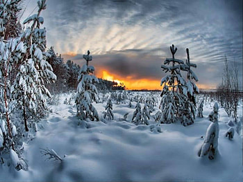 Winter in the woods, winter, in the woods HD wallpaper