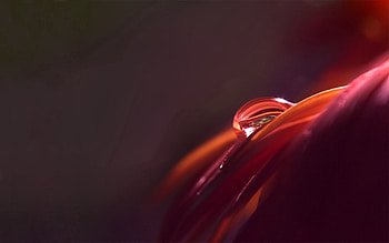 Macro, Shine, Light, Shadow, Drop, Petal HD wallpaper