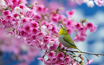 Bird and Flowers, Spring HD wallpaper