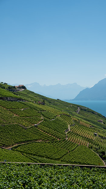 Nature, Mountains, Sea, Field, Plantation HD phone wallpaper