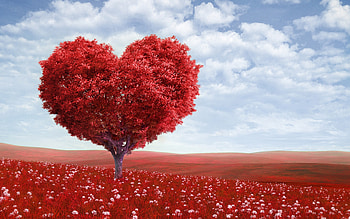 Heart Tree, valentine-day, celebrations, heart, love HD wallpaper