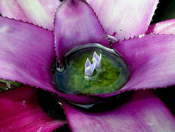 PRETTY BROMELIAD, PRETTY, PLANT, BROMELIAD HD wallpaper