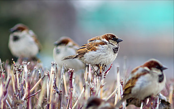 Feathered , Aesthetic bird background, Bird-inspired design, Nature aesthetic HD wallpaper