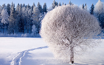 Snow, , Winter, Forest, Landscape, Scenic, Season HD wallpaper