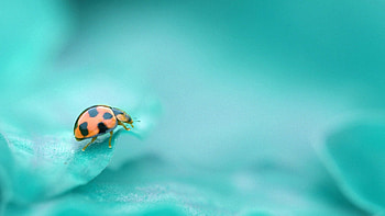 Macro, Sheet, Leaf, Insect, Crawl, Ladybug, Cow, God, God's HD wallpaper