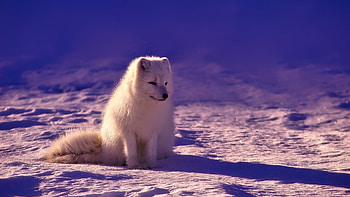 Norway fox , Arctic wildlife, Nature's glory, Majestic ry HD wallpaper