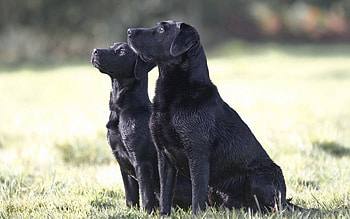Animals, Dogs, Grass, Couple, Pair, Watch, To Watch HD wallpaper