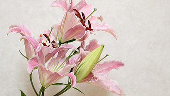 Casa Blanca, Lilies HD wallpaper