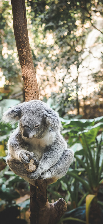 koala , Stylish background, customization HD phone wallpaper