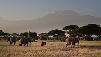 elephant , Majestic creatures, Wildlife beauty, Nature's wonders HD wallpaper