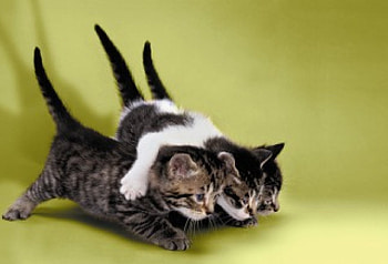 3 Musketeers, embracing, cats, 3 kittens HD wallpaper