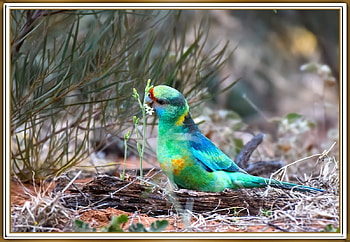 FRAMED BIRD., NATURE, , BIRD, FRAMED HD wallpaper