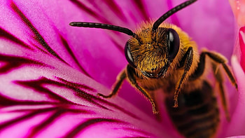 bee, petal, insect, flower HD wallpaper